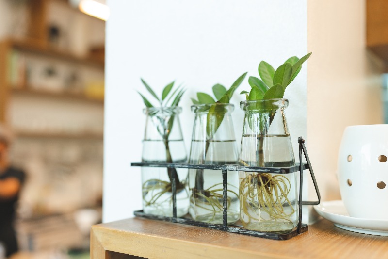 herbs kept in milk bottles for longer freshness